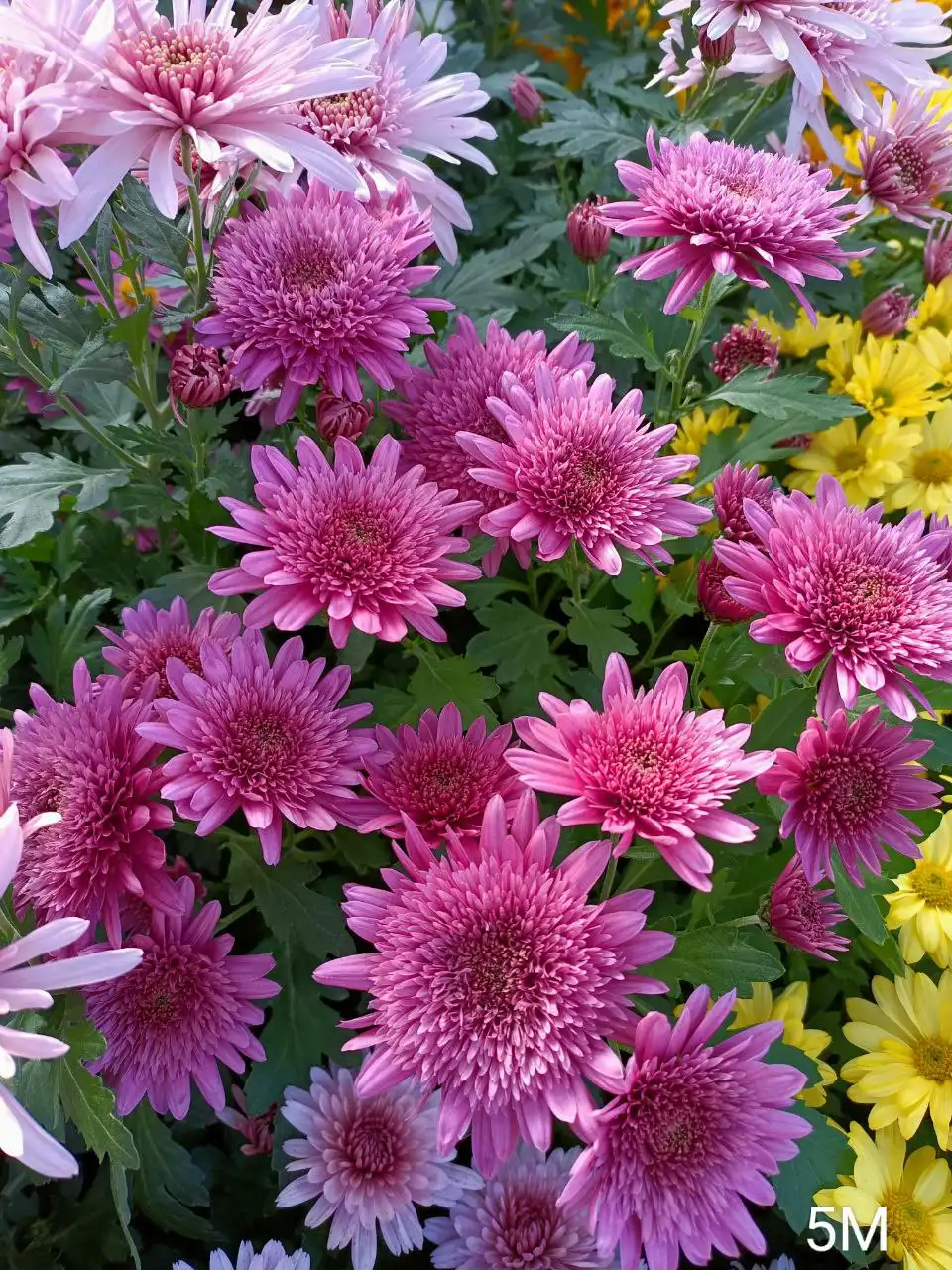 Хризантемы с отличной корневой системой - Растения (Хобби и отдых) в Уфа