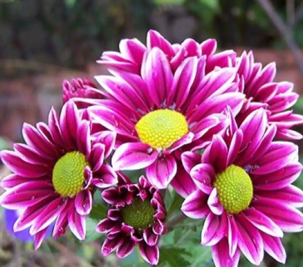 Хризантемы с отличной корневой системой - Растения (Хобби и отдых) в Уфа