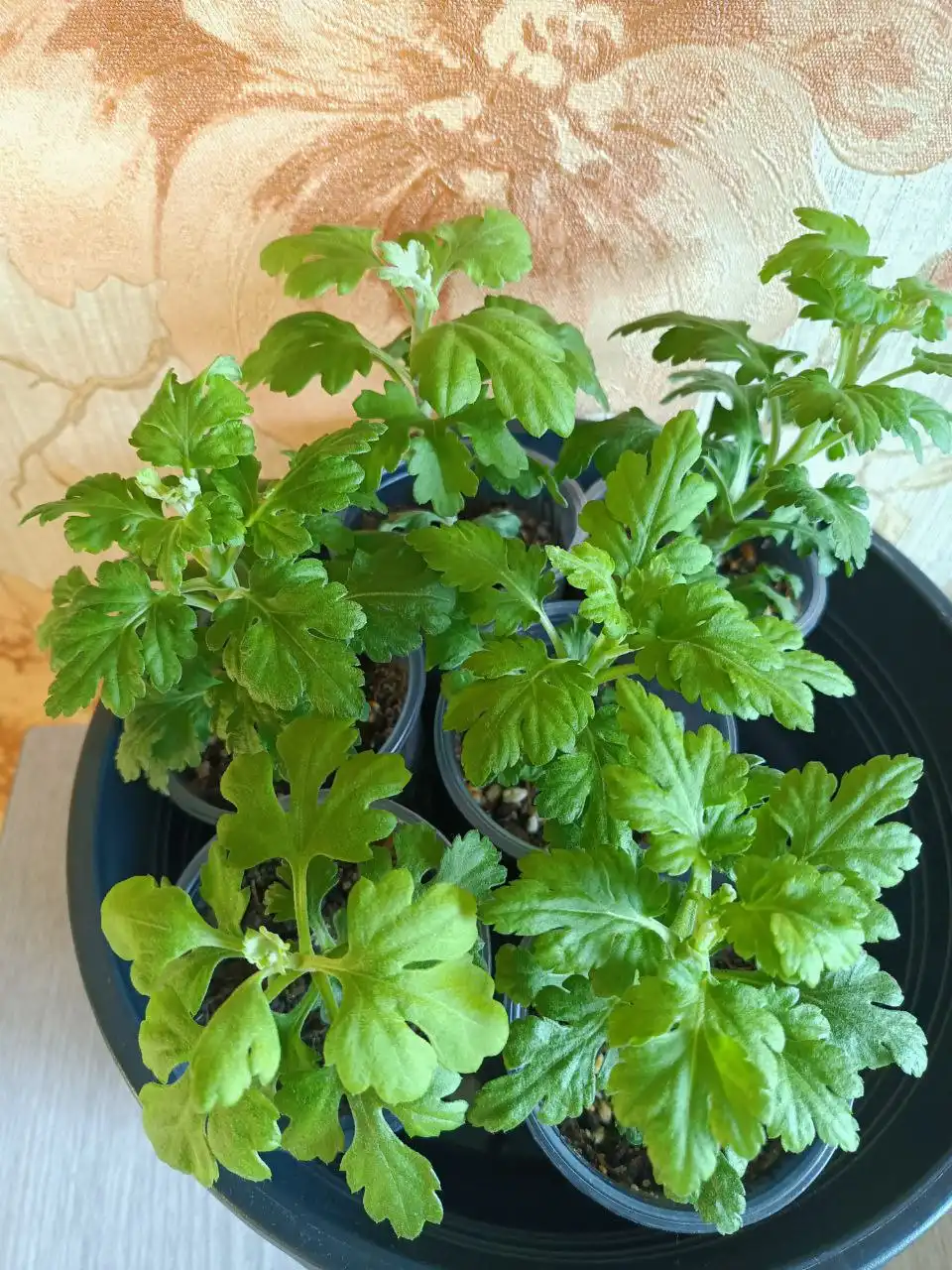 Хризантемы с отличной корневой системой - Растения (Хобби и отдых) в Уфа