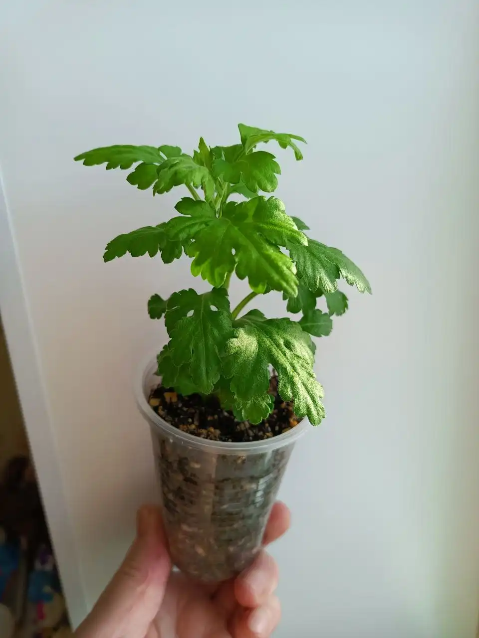 Хризантемы с отличной корневой системой - Растения (Хобби и отдых) в Уфа