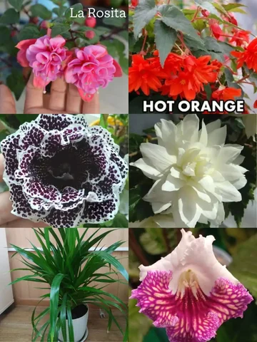 Продажа черенков и растений - Садоводство в Уфа