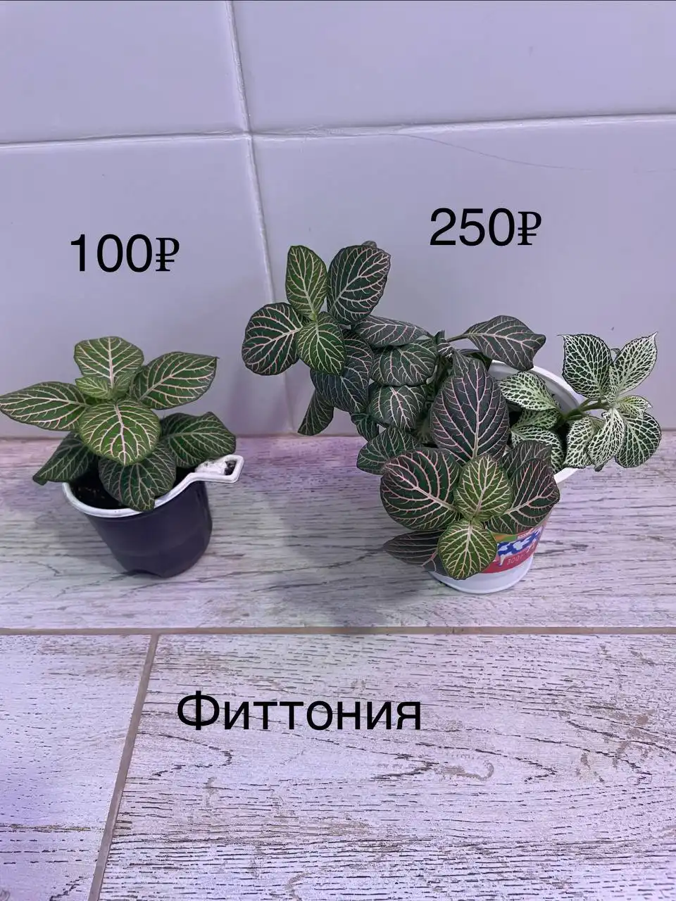 Растения с маминой дачи в Уфе - Растения (Хобби и отдых) в Уфа