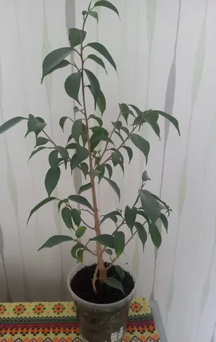 Фикус в Новобулгаково - частное объявление в Новобулгаково