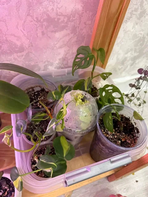 Продажа растений разных возрастов в Уфе - Хобби и отдых в Уфа