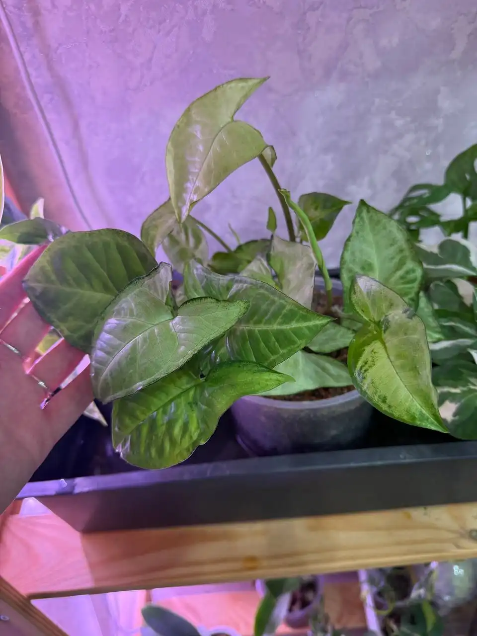 Продажа растений разных возрастов в Уфе - Растения (Хобби и отдых) в Уфа