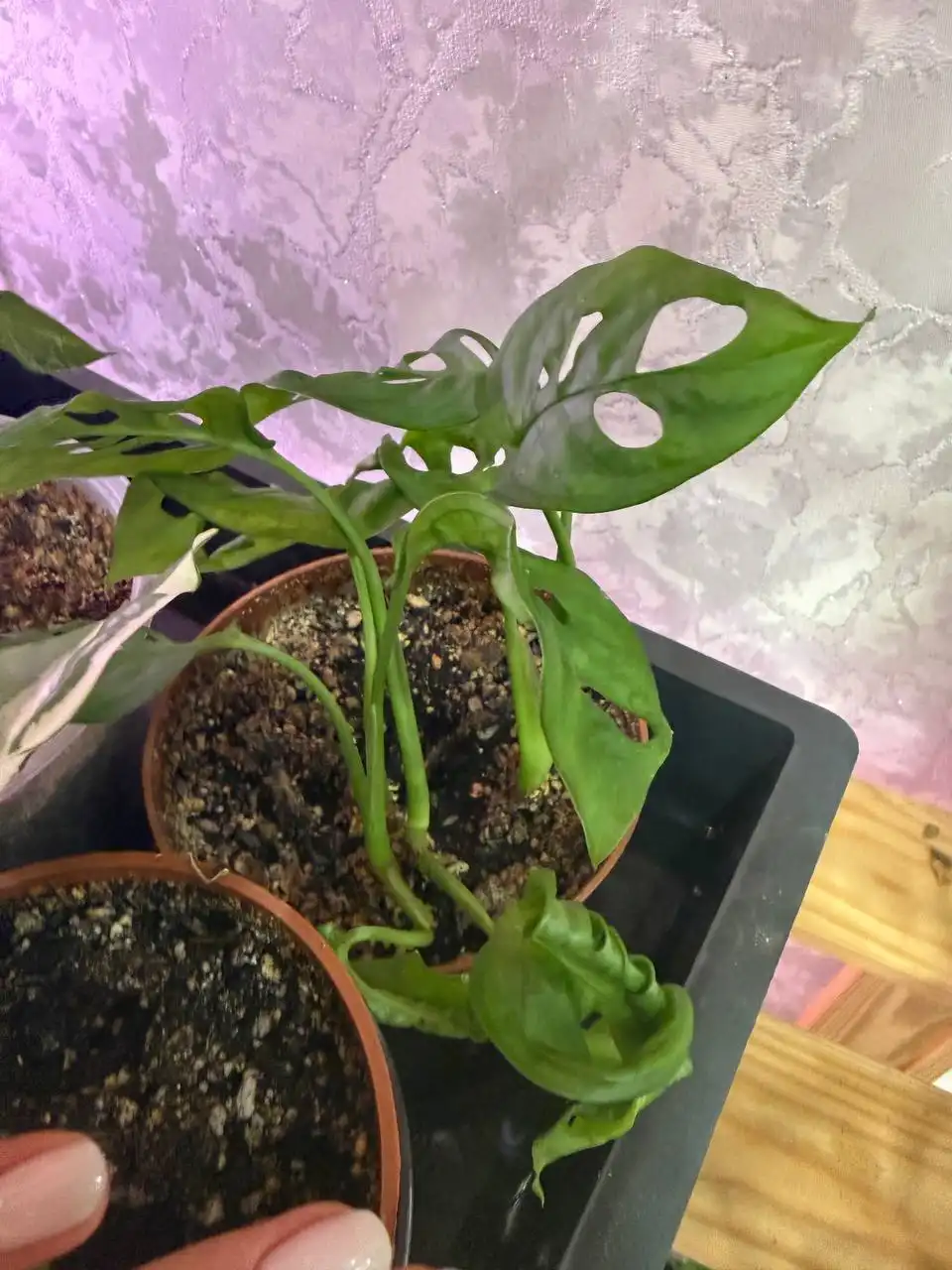 Продажа растений разных возрастов в Уфе - Растения (Хобби и отдых) в Уфа