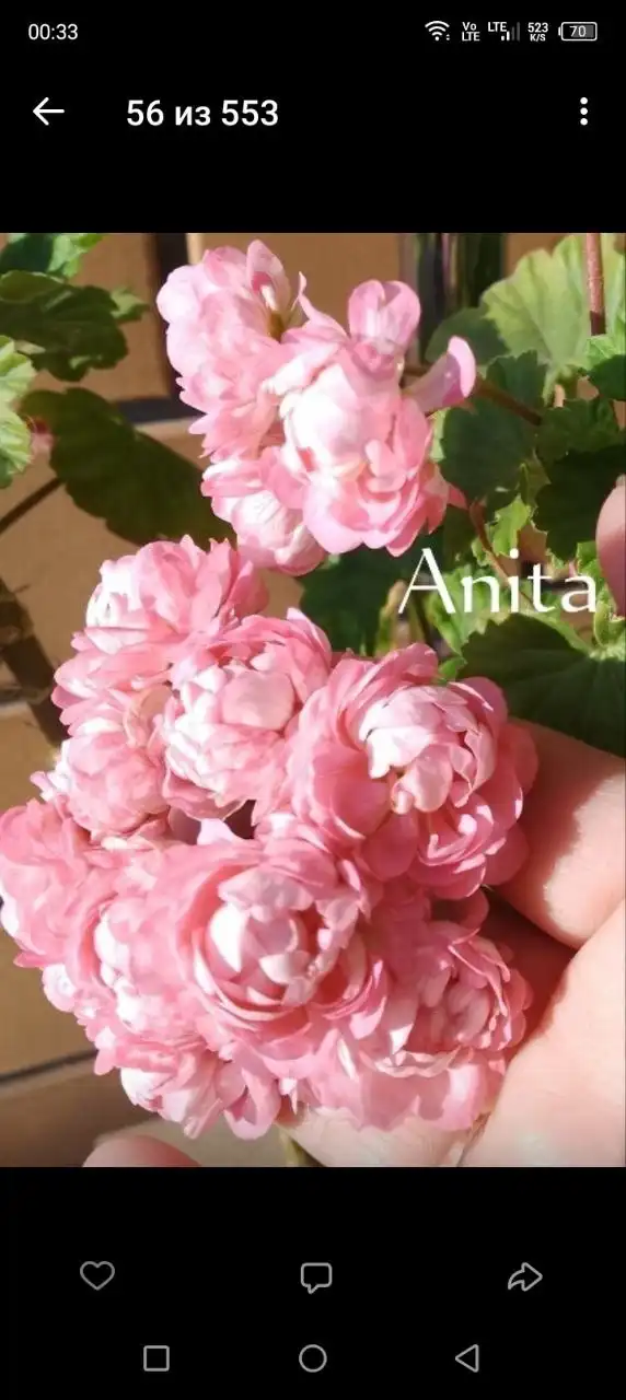 Укорененные черенки пеларгонии розебудной - Растения (Хобби и отдых) в Уфа