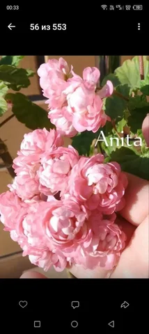 Укорененные черенки пеларгонии розебудной - Хобби и отдых в Уфа