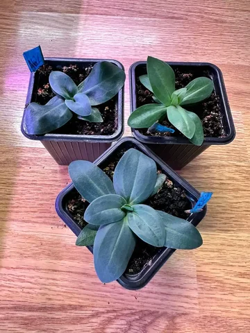 Продажа эустом различных сортов - Хобби и отдых в Уфа