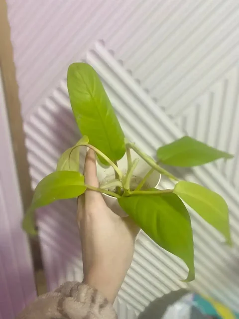 Растения с дачи в Иглино - частное объявление в Иглино