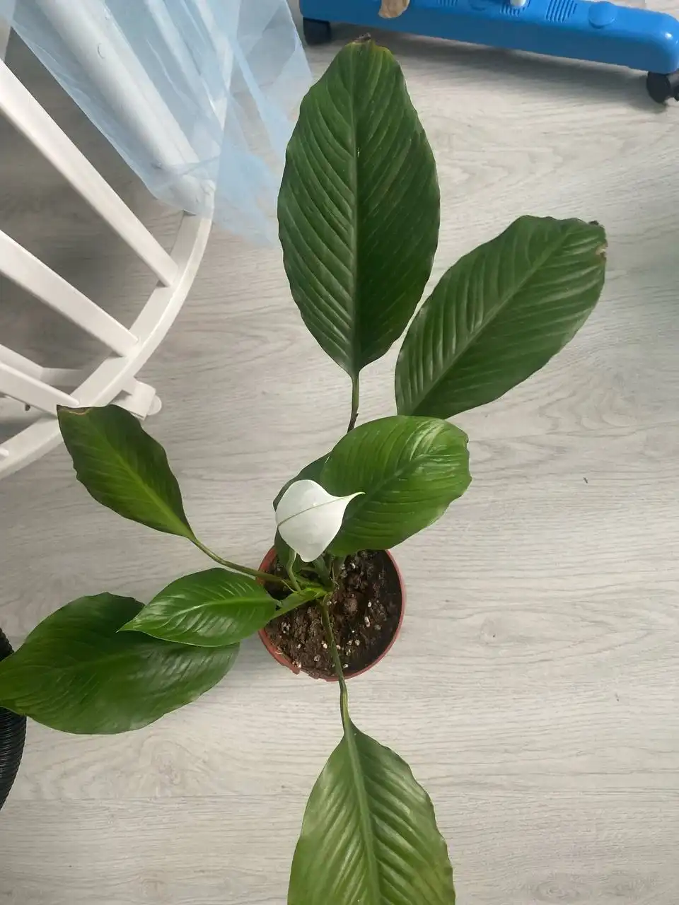 Растения с дачи в Иглино - Растения (Хобби и отдых) в Иглино