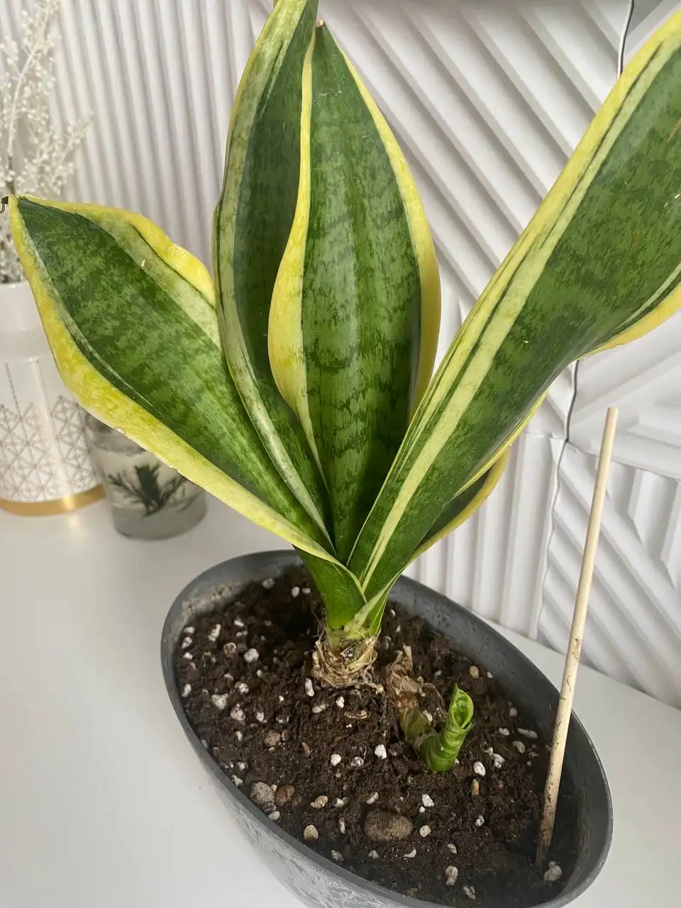 Красавица Санса с деткой - Животные в Уфа