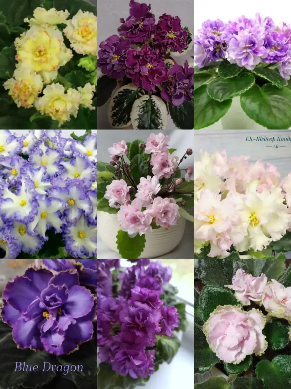 Детки сортовых фиалок с бутонами - Растения (Хобби и отдых) в Уфа