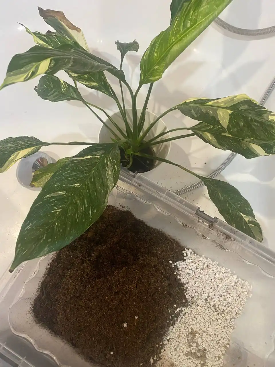 Продам деток от спатифилума - Растения (Хобби и отдых) в Уфа