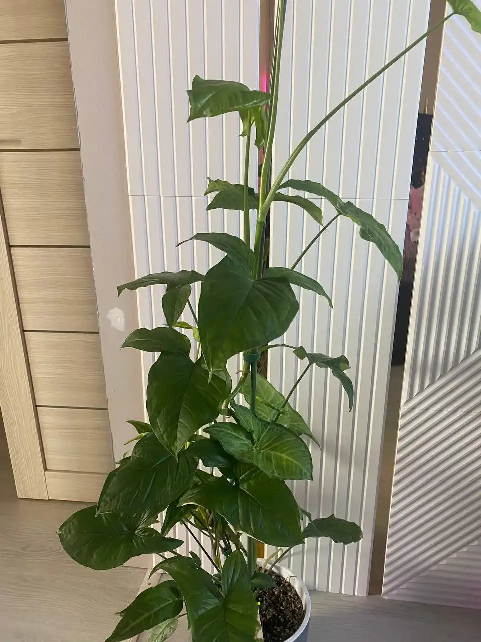 Сингониум 3 сорта в горшке - Растения (Хобби и отдых) в Уфа