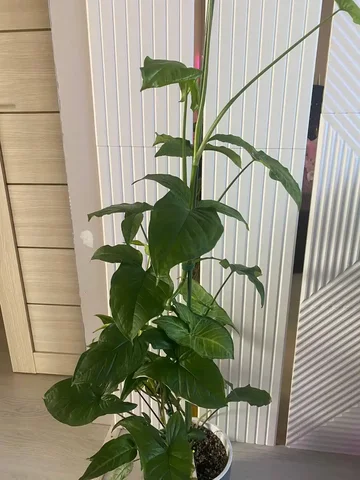 Сингониум 3 сорта в горшке - Хобби и отдых в Уфа