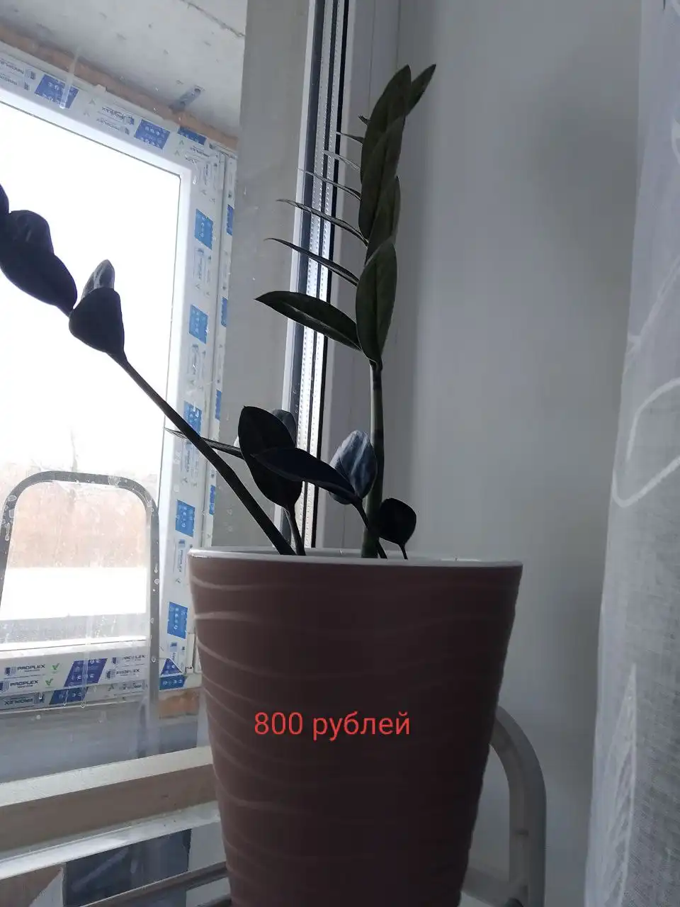 Продажа замиокулькаса зензи черного - Растения (Хобби и отдых) в Уфа