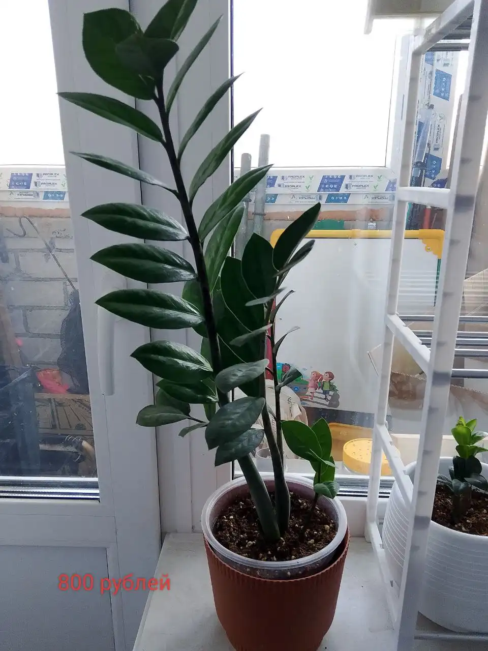 Продажа замиокулькаса зензи черного - Растения (Хобби и отдых) в Уфа