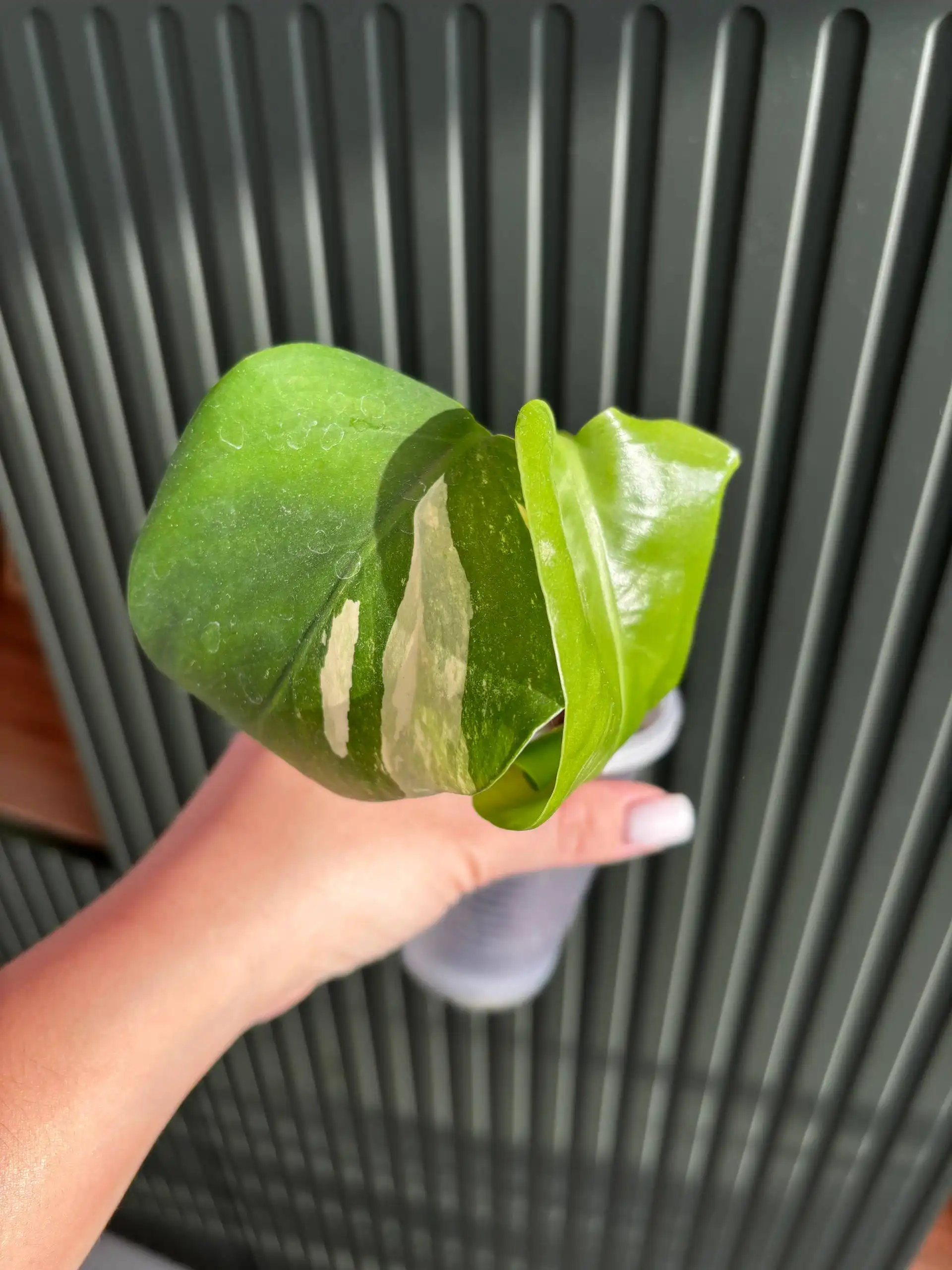 Продажа комнатных растений - Растения (Хобби и отдых) в Уфа