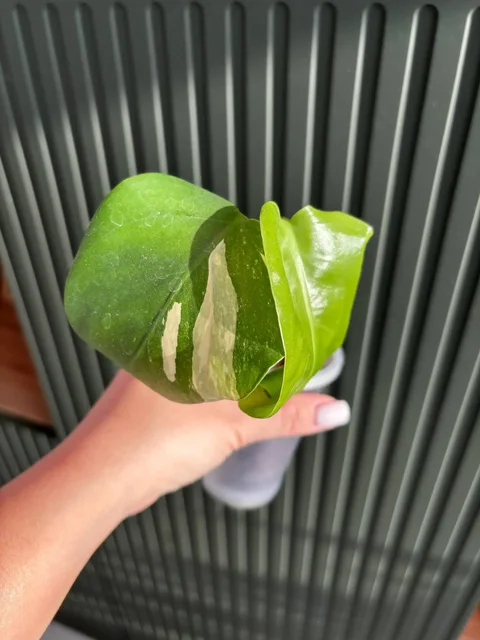 Продажа комнатных растений - Хобби и отдых в Уфа