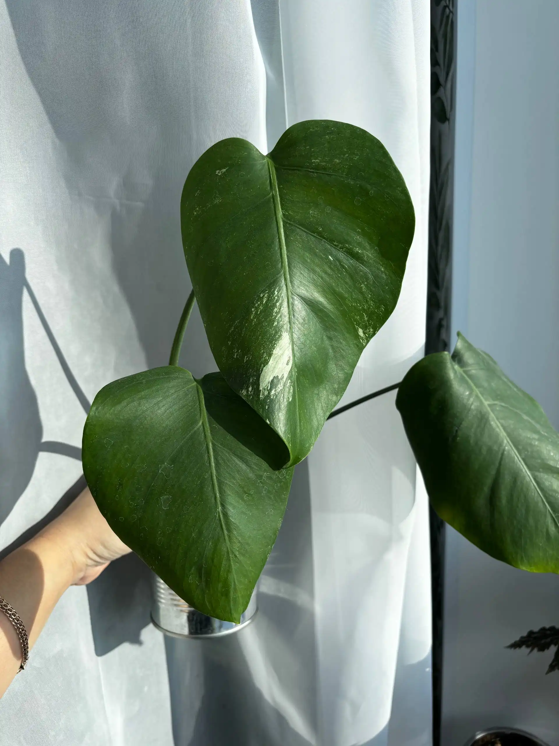 Продажа комнатных растений - Растения (Хобби и отдых) в Уфа