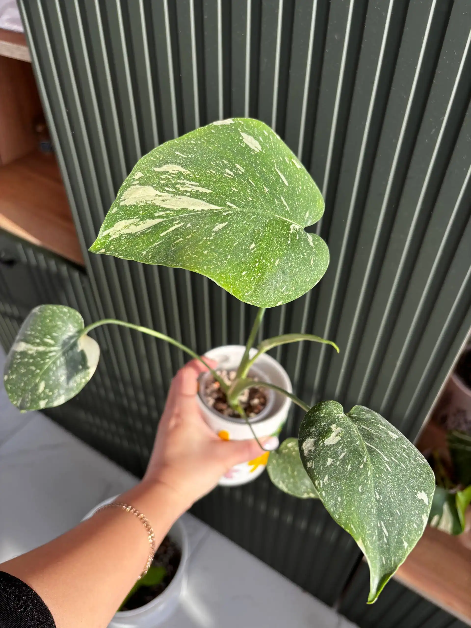 Продажа комнатных растений - Растения (Хобби и отдых) в Уфа