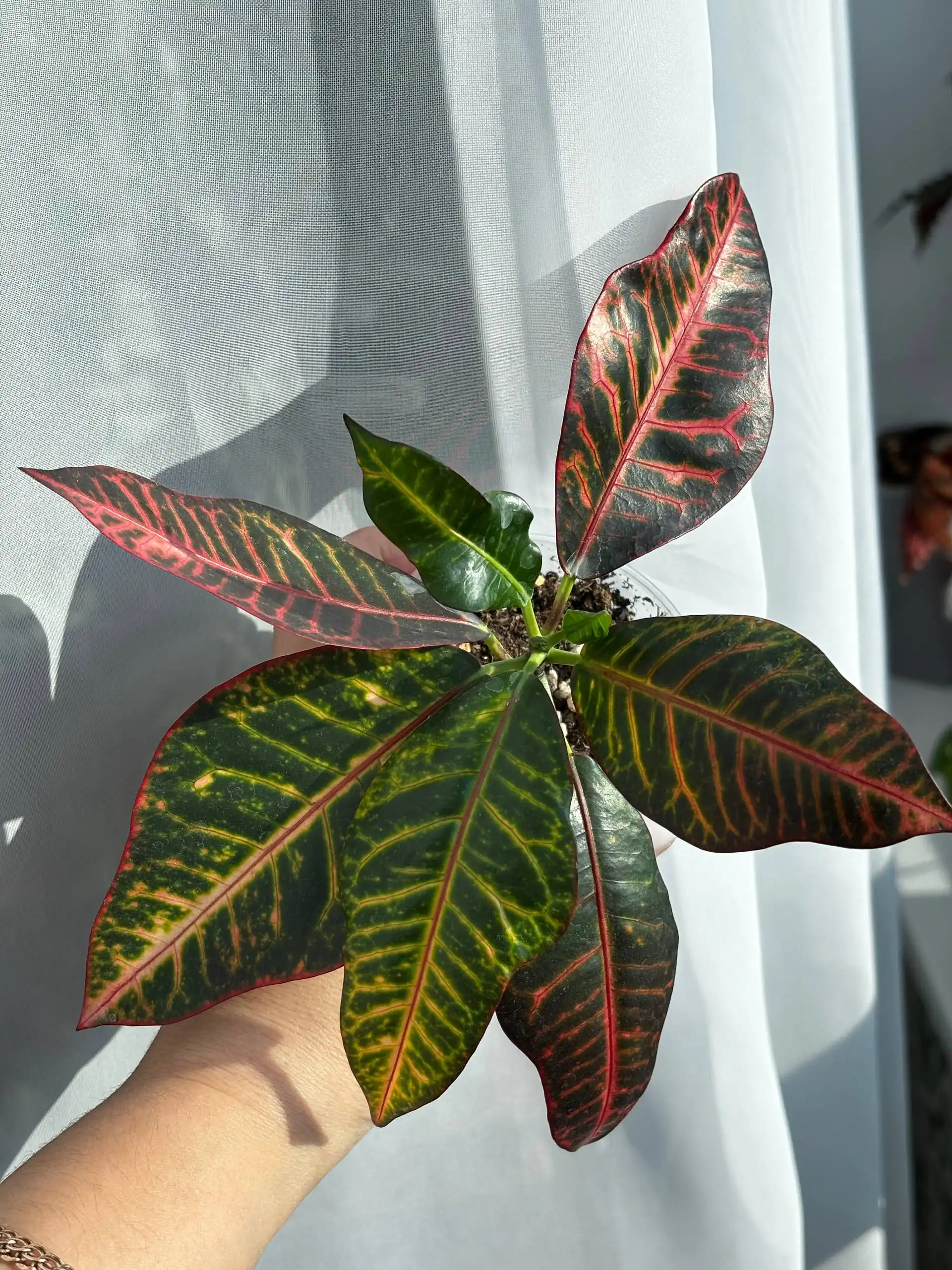 Продажа комнатных растений - Растения (Хобби и отдых) в Уфа