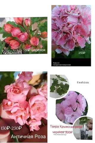 Укорененные черенки пеларгоний сортовых - Хобби и отдых в Уфа