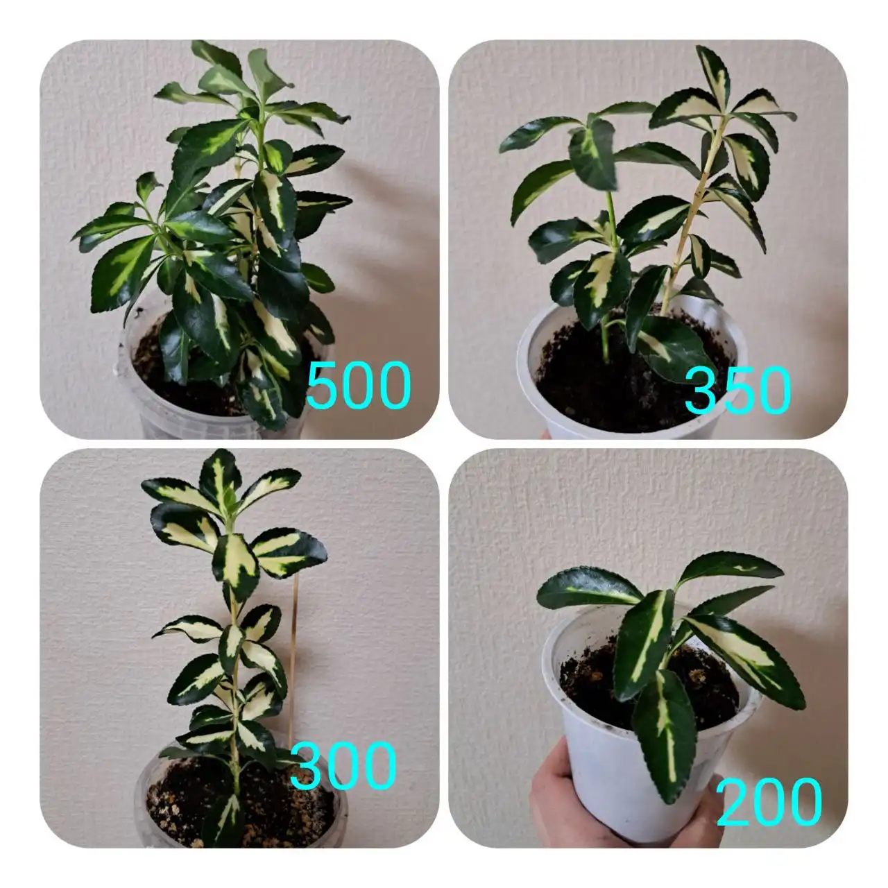 Продажа японского бересклета в Уфе - Растения (Хобби и отдых) в Уфа