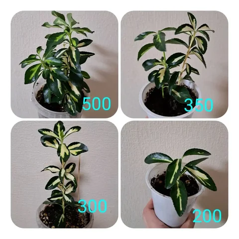 Продажа японского бересклета в Уфе - Хобби и отдых в Уфа