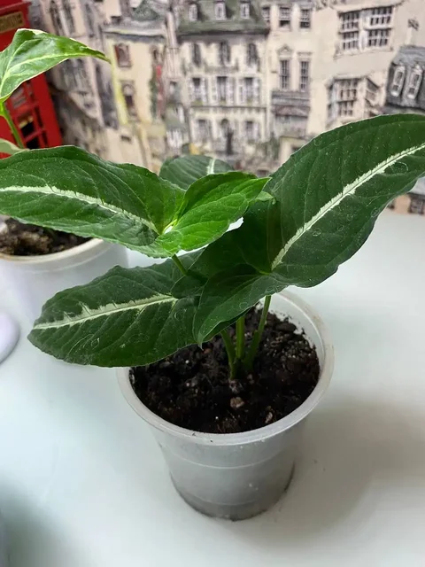 Продажа сингониума в Уфе - Хобби и отдых в Уфа