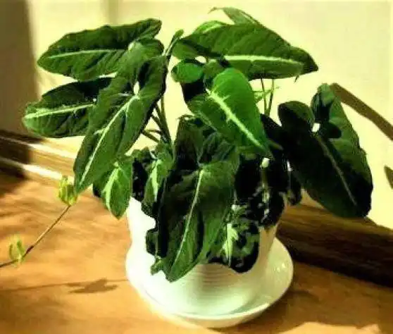 Продажа сингониума в Уфе - Растения (Хобби и отдых) в Уфа