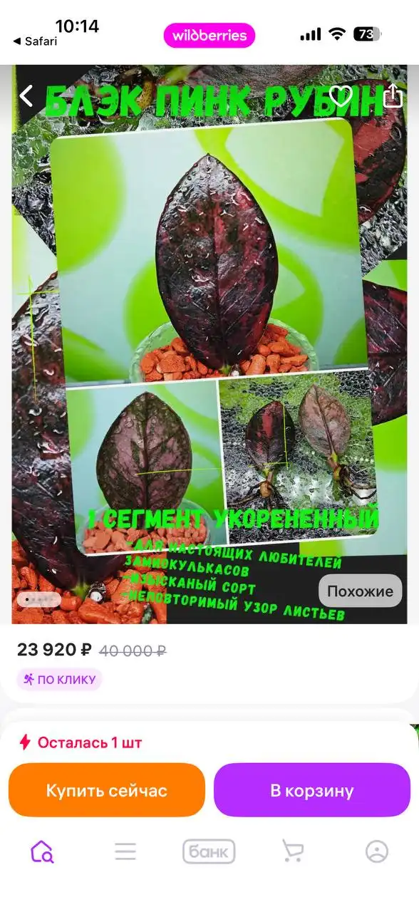 Мамина дача Уфа растения - Растения (Для дома и дачи) в Уфа