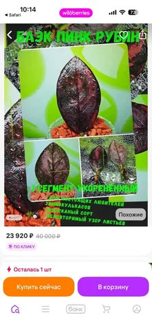 Мамина дача Уфа растения - Для дома и дачи в Уфа