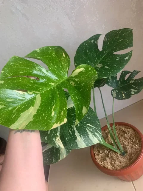 Monstera Deliciosa Thai Constellation - Хобби и отдых в Уфа