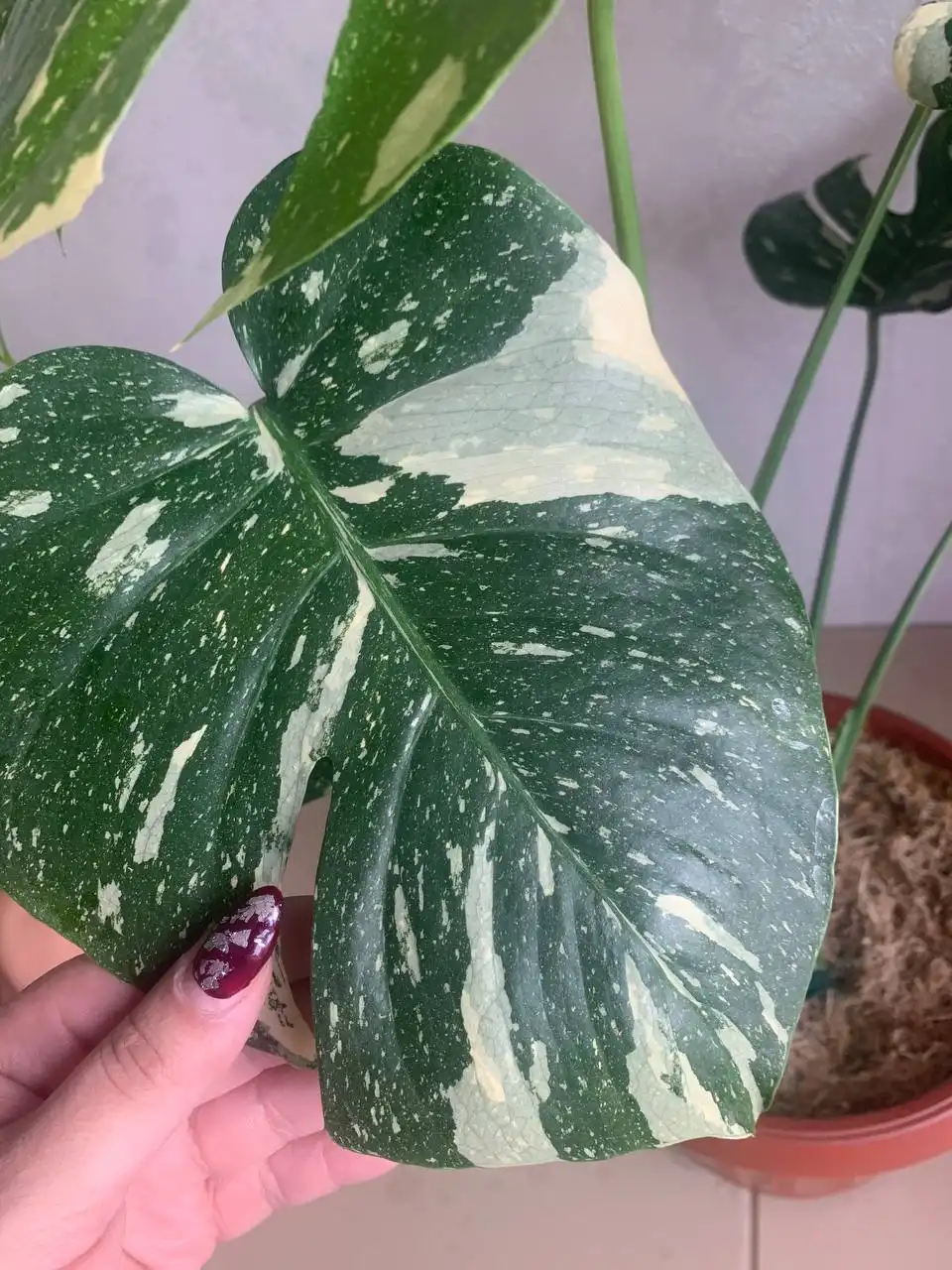 Monstera Deliciosa Thai Constellation - Растения (Хобби и отдых) в Уфа