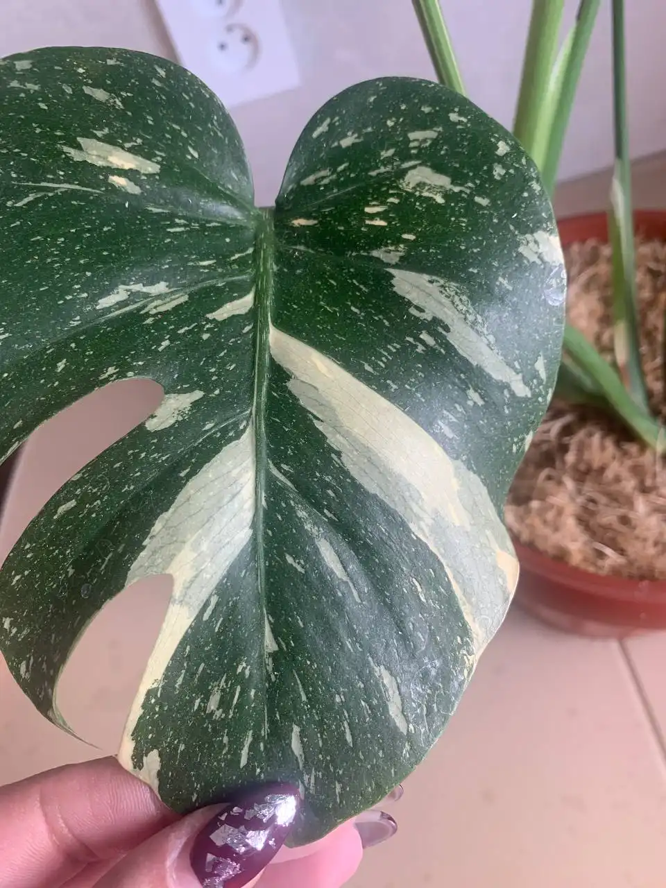 Monstera Deliciosa Thai Constellation - Растения (Хобби и отдых) в Уфа