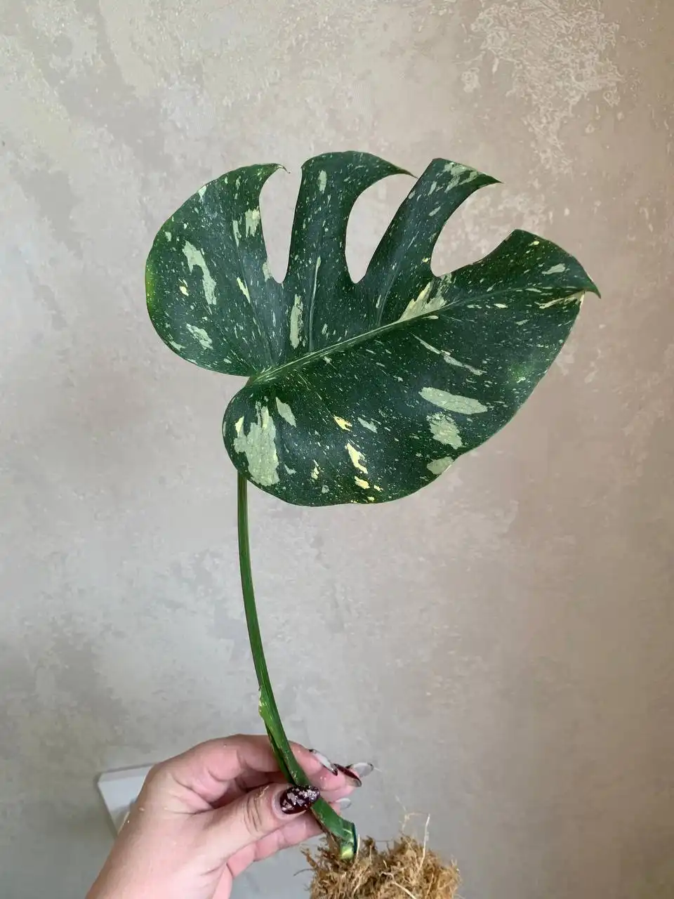 Monstera Deliciosa Thai Constellation - Растения (Хобби и отдых) в Уфа