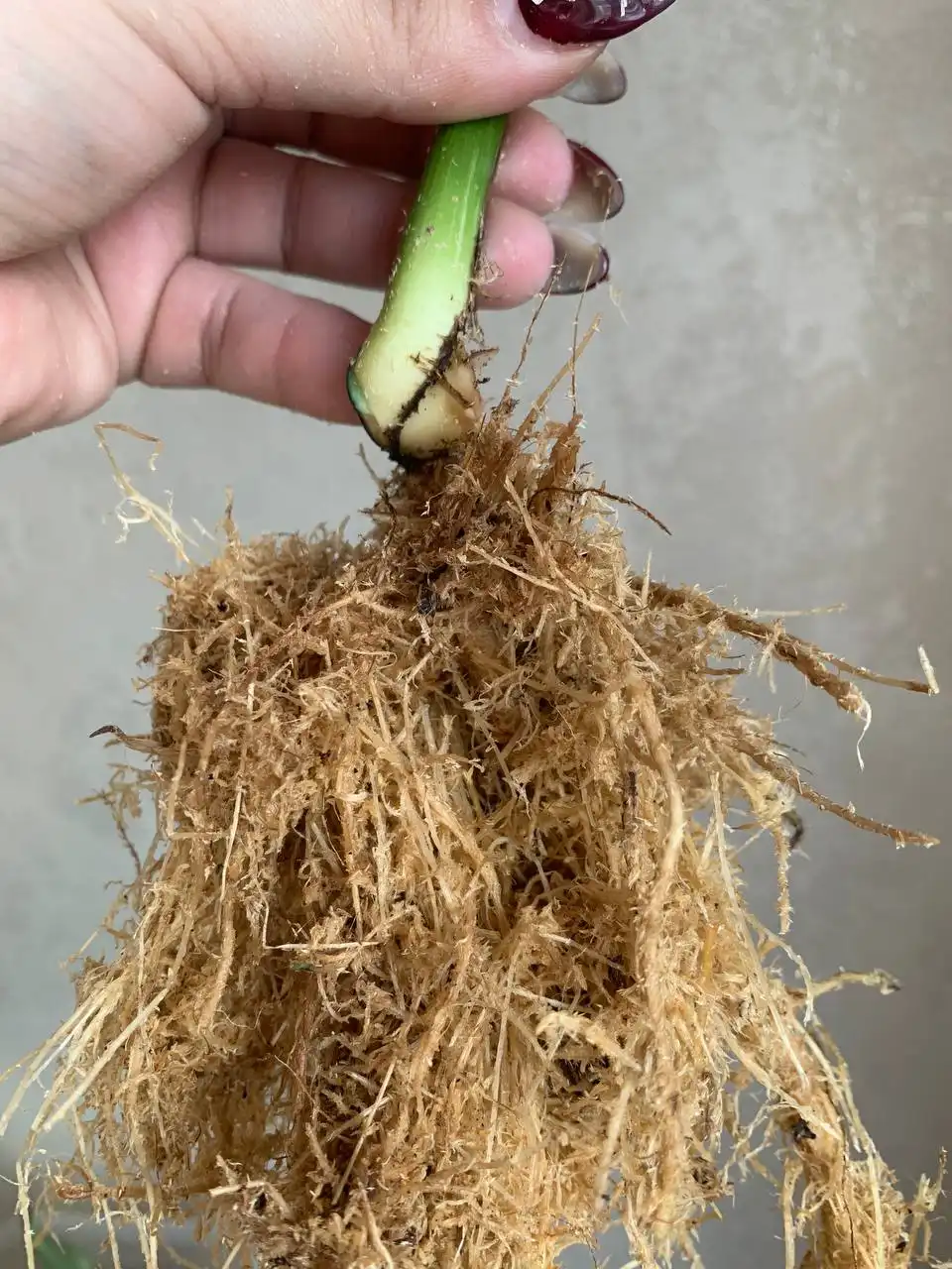 Monstera Deliciosa Thai Constellation - Растения (Хобби и отдых) в Уфа