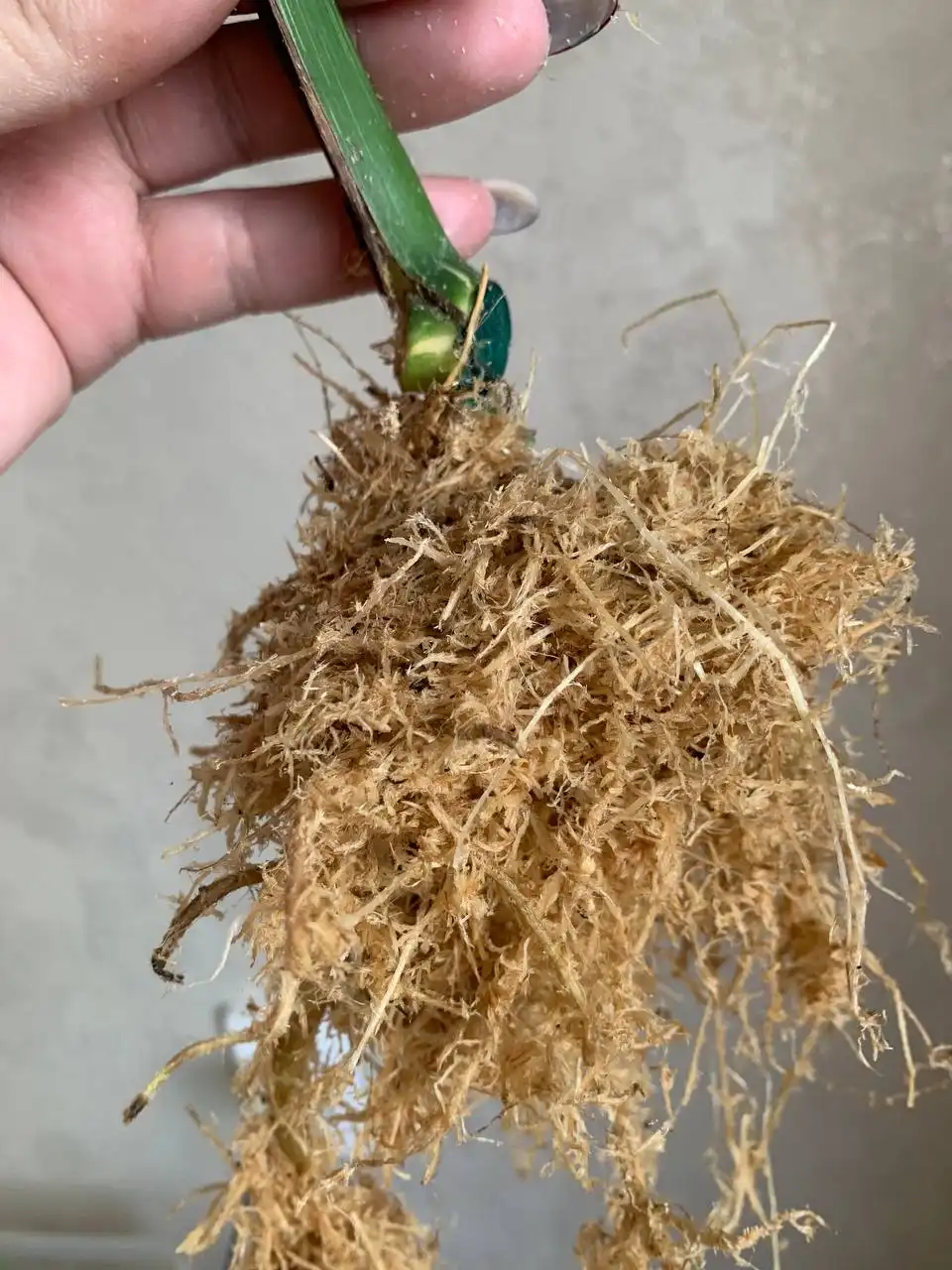 Monstera Deliciosa Thai Constellation - Растения (Хобби и отдых) в Уфа