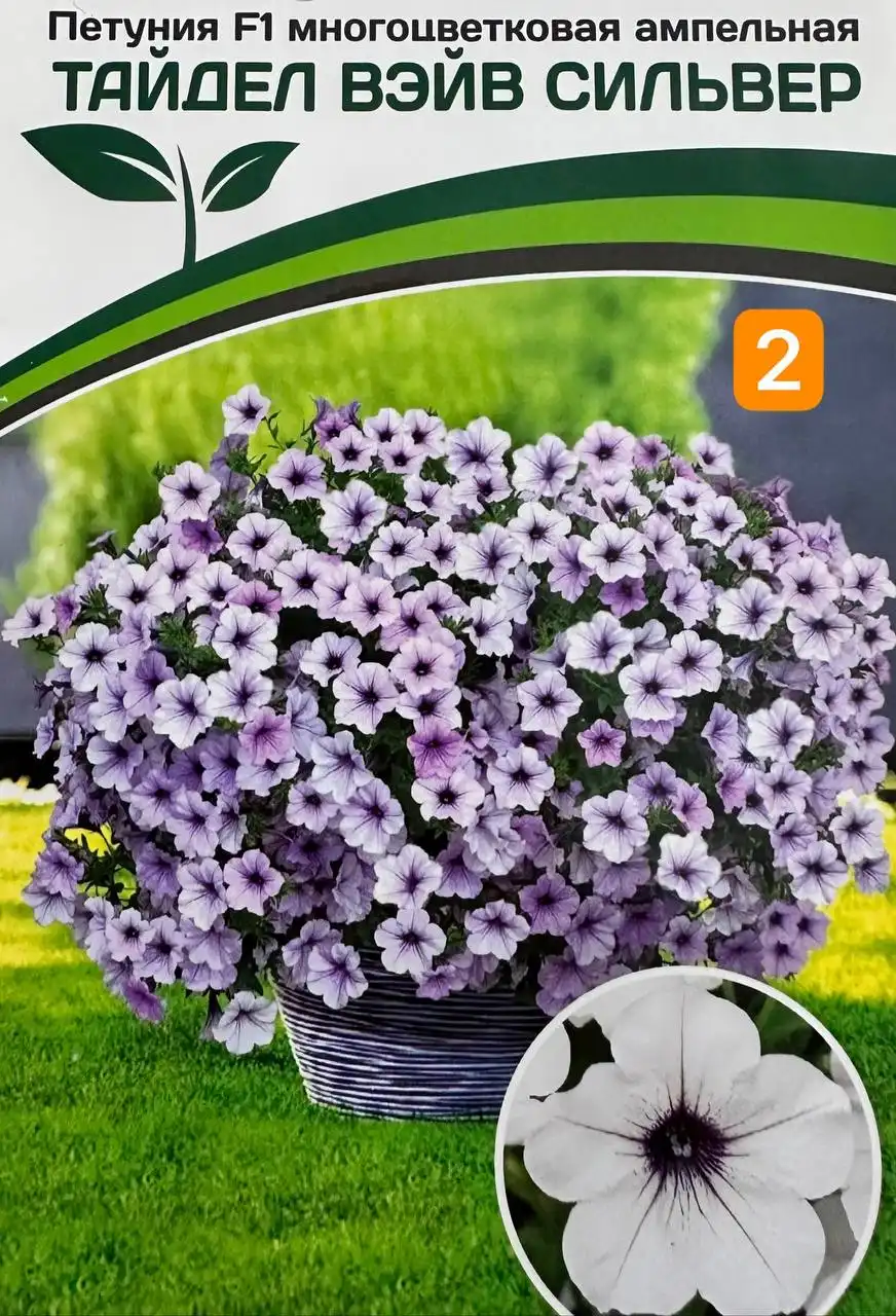 Петунии рассада к высадке - Растения (Хобби и отдых) в Уфа