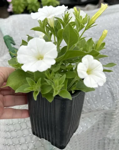 Рассада растений из архива крайнего сезона - Религиозные предметы в Уфа