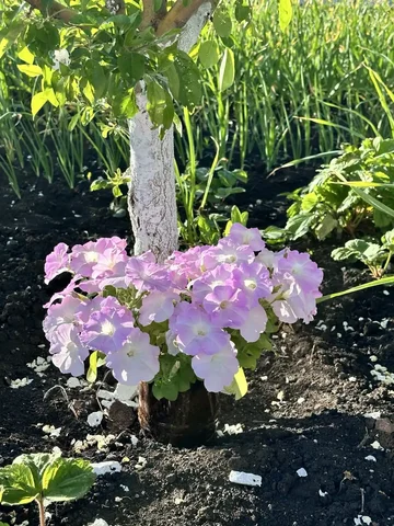 Растения с цветением с одного корня - Религиозные предметы в Уфа