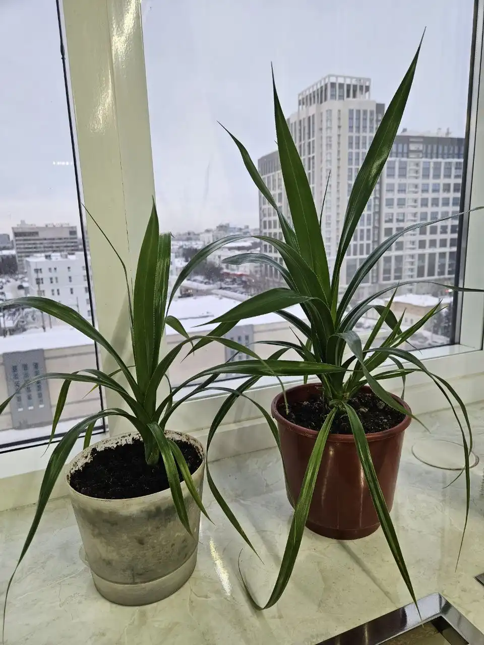 Панданус растения в Уфе - Растения (Хобби и отдых) в Уфа