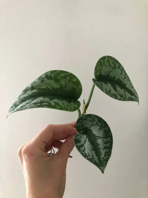 Продажа комнатных растений в Уфе - Религиозные предметы в Уфа