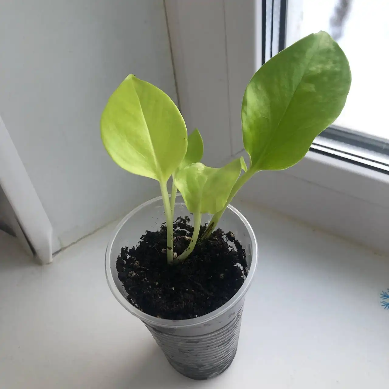 Продажа комнатных растений в Уфе - Растения (Хобби и отдых) в Уфа