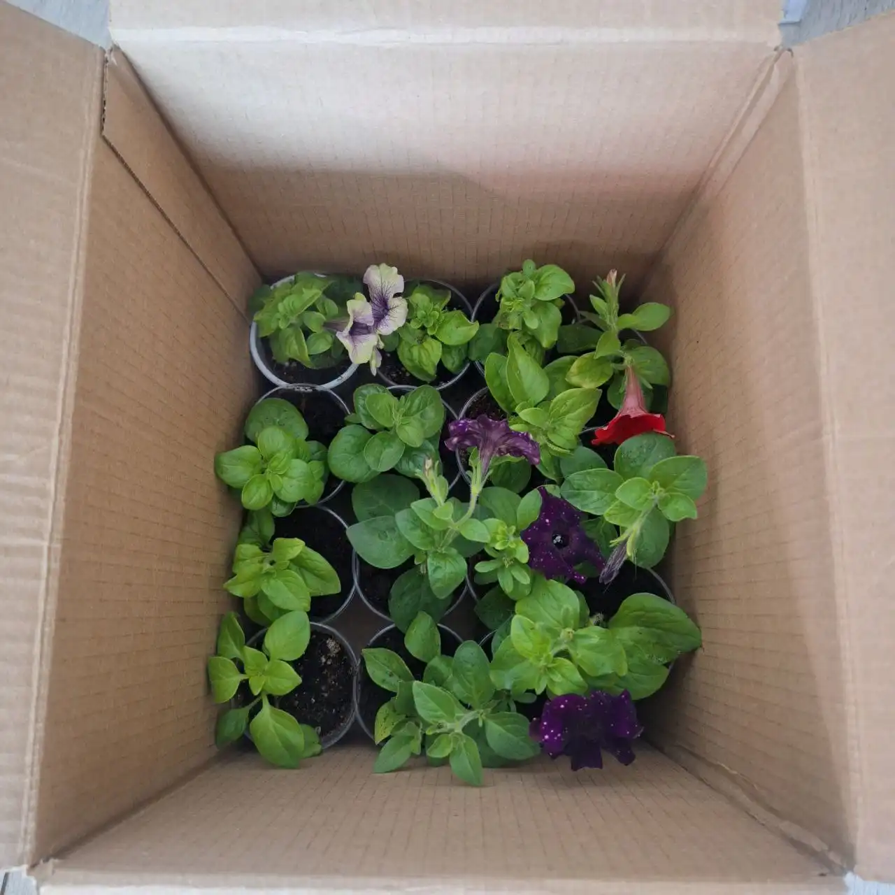 Саженцы цветов в районе Дворца Спорта - Растения (Хобби и отдых) в Уфа