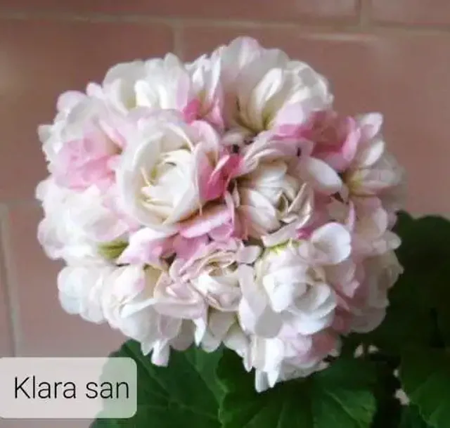 Продажа укорененных черенков пеларгоний и фуксий - Религиозные предметы в Уфа