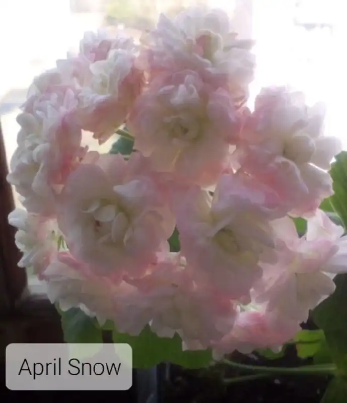 Продажа укорененных черенков пеларгоний и фуксий - Растения (Хобби и отдых) в Уфа