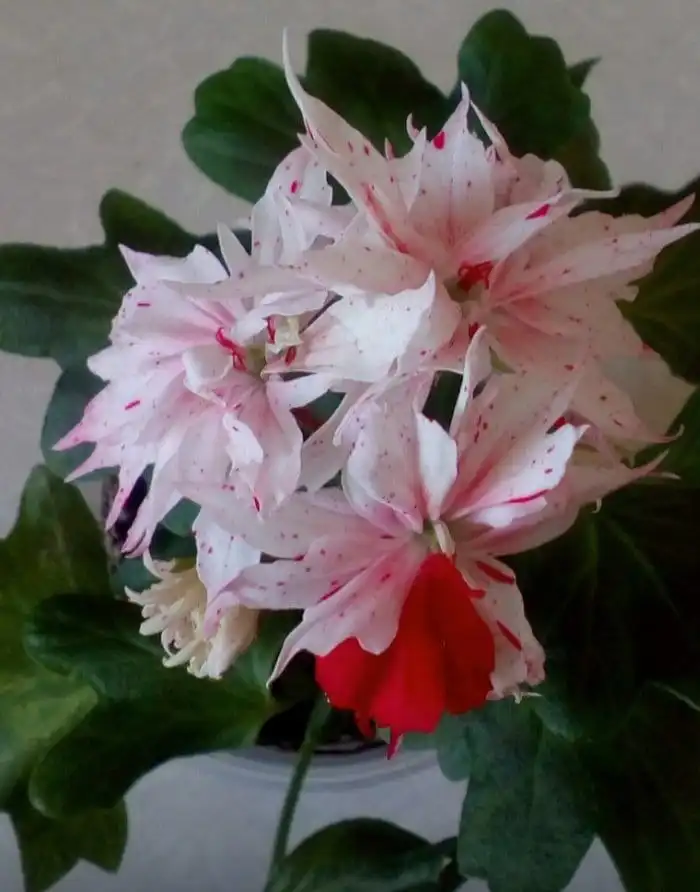 Продажа укорененных черенков пеларгоний и фуксий - Растения (Хобби и отдых) в Уфа